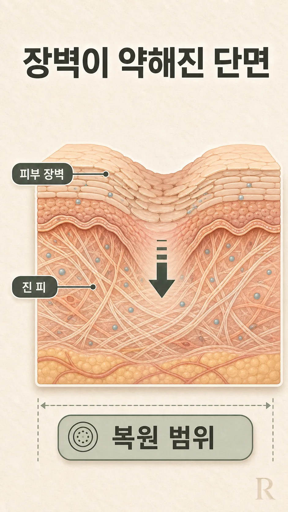 피부 장벽 각질층 단면 모식도