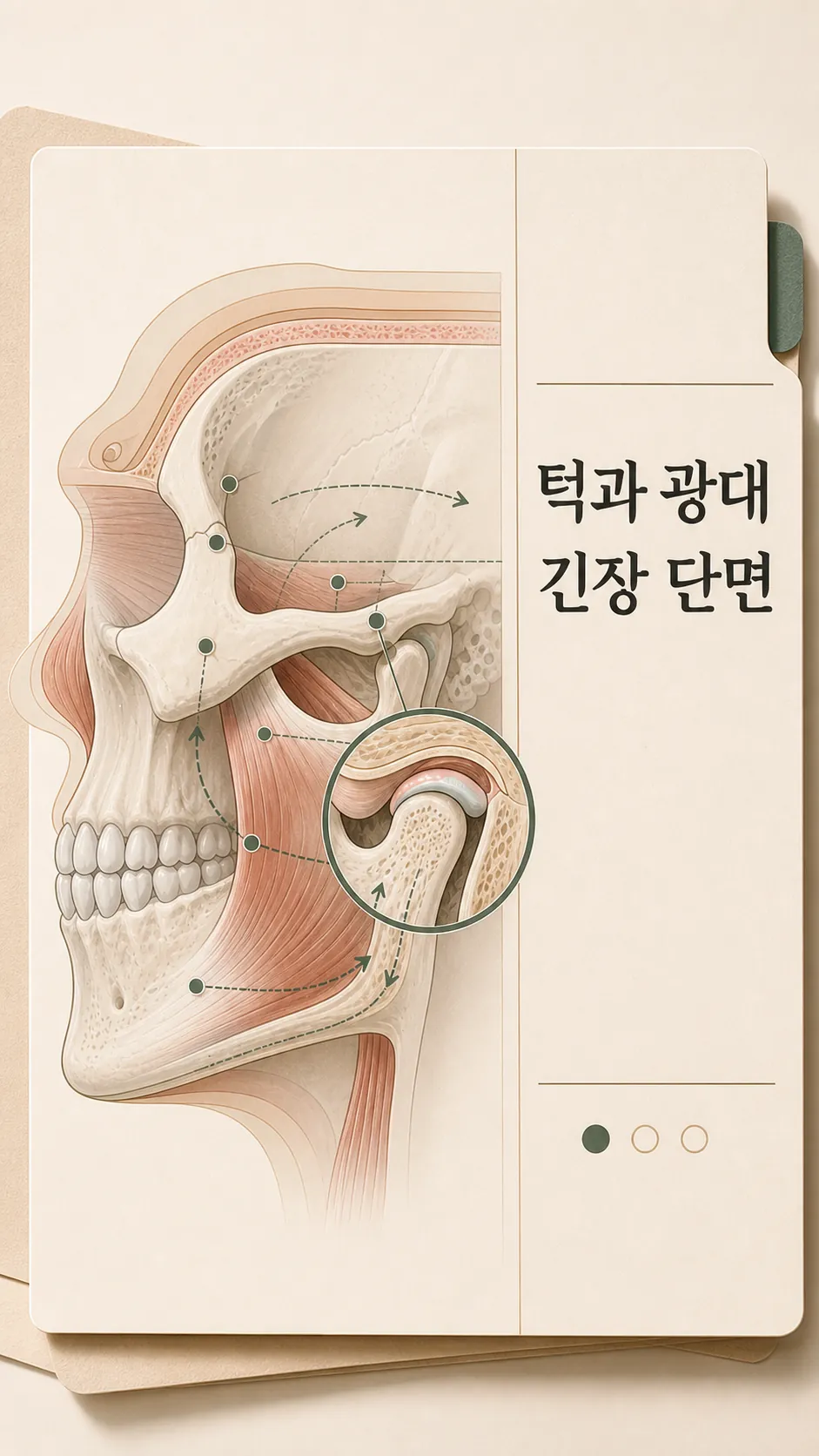 턱과 광대 긴장 단면