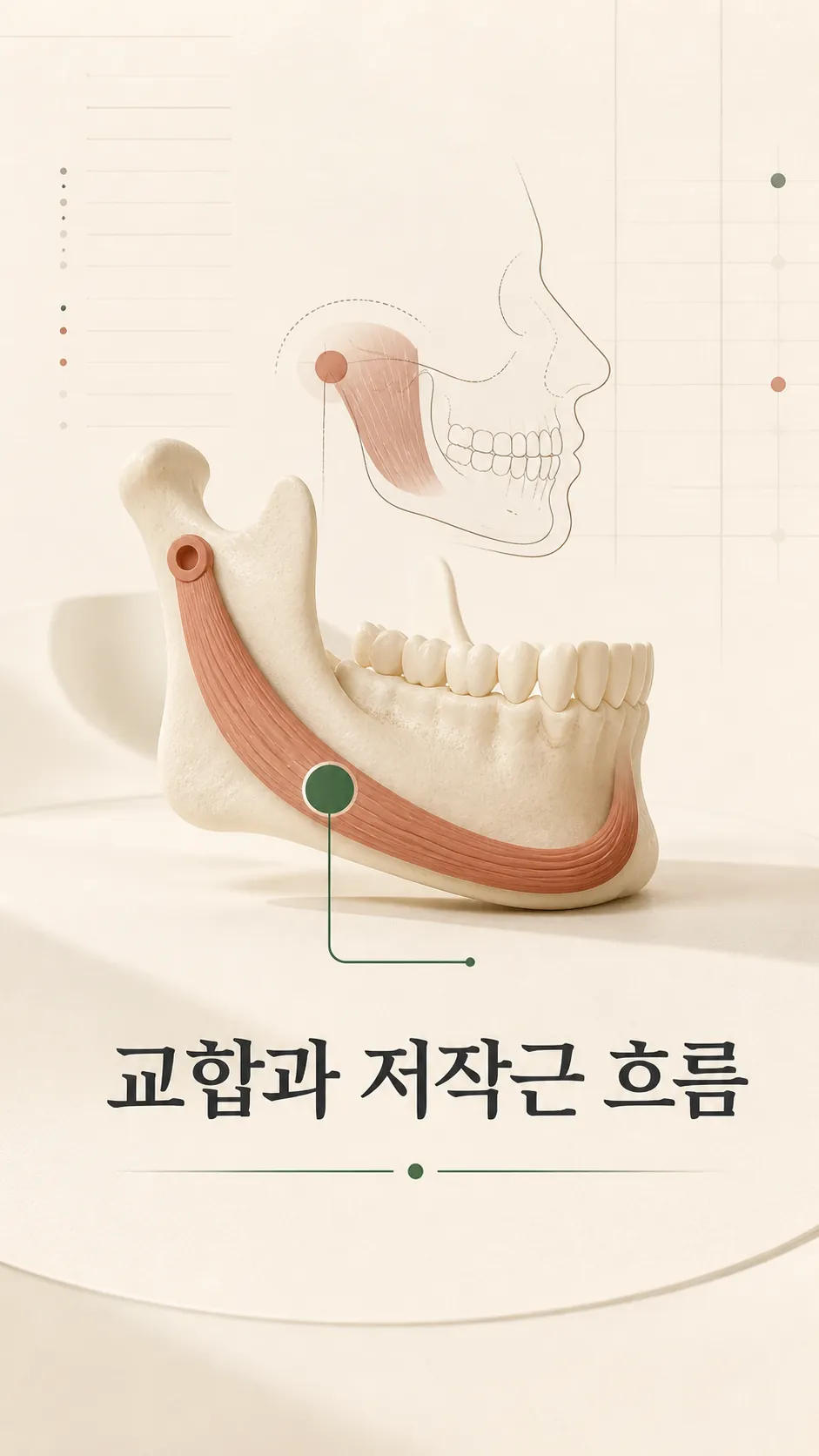 교합과 저작근 흐름