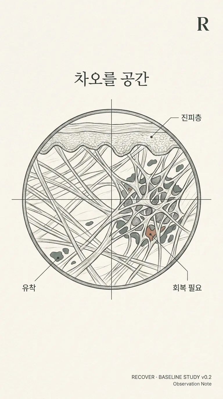 진피 콜라겐 섬유 유착 단면